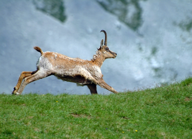 Camoscio d''Abruzzo Rupicapra pyrenaica ornata